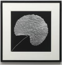 Leaf by Robert Mapplethorpe contemporary artwork print