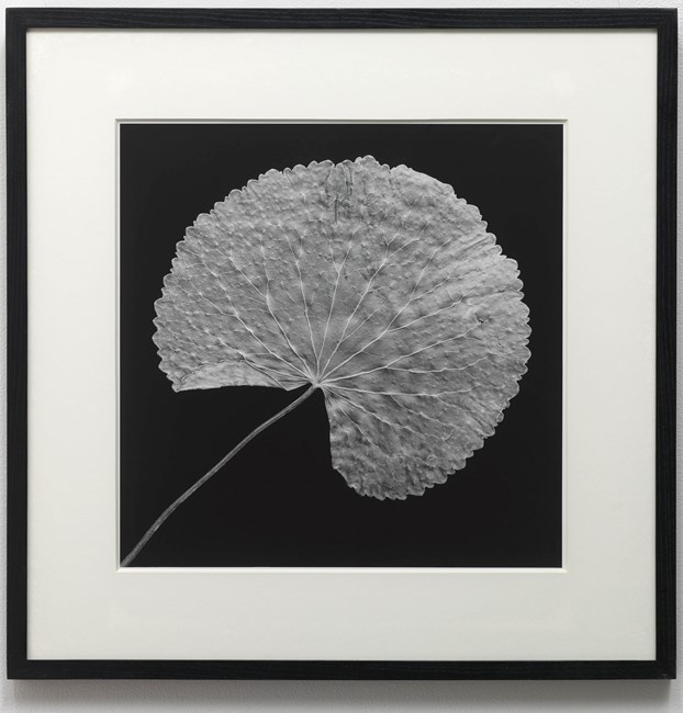 Leaf by Robert Mapplethorpe contemporary artwork
