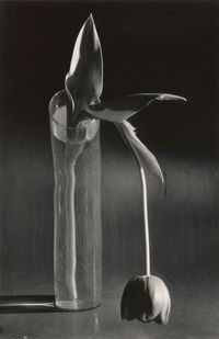 Melancholic Tulip by André Kertész contemporary artwork photography