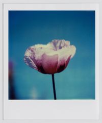 Opium poppy, La Palma by Robby Müller contemporary artwork photography, print