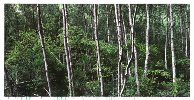 White Birch B by Honggoo Kang contemporary artwork