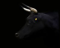 Day for night, Bull by Greta Anderson contemporary artwork print