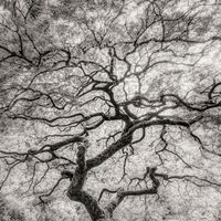 Maple, Detail by Jeffrey Conley contemporary artwork photography