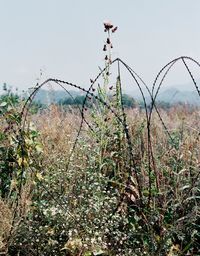 Entwined barbwire and flowers (near DMZ, Cheorwon, South Korea) 2 by Tomoko Yoneda contemporary artwork photography