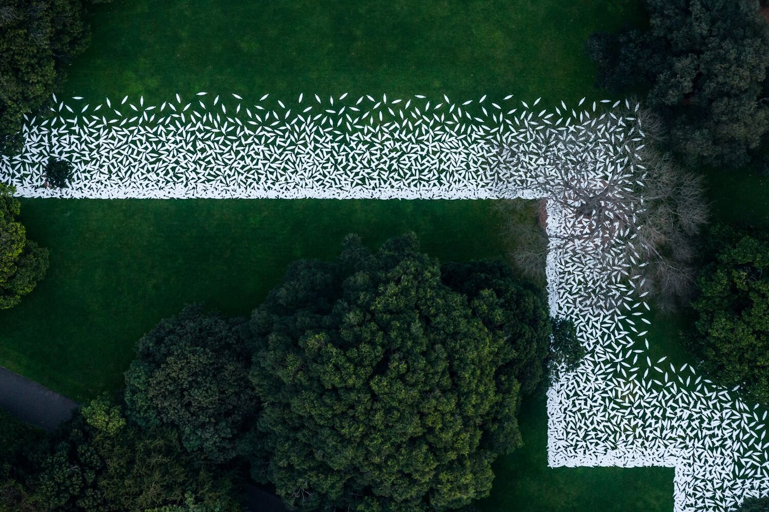 Image: Jonathan Jones’ barrangal dyara (skin and bones) marks the footprint of the 19th Century Garden Palace building at the Royal Botanic Garden, Sydney, for the 32nd Kaldor Public Art Project, 17 September – 3 October, 2016. Photo: Peter Greig.