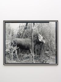 European Moose by Gerard Byrne contemporary artwork photography