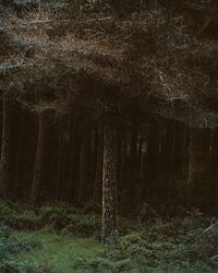 Forest by Conor Clarke contemporary artwork print