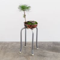Pinus Radiata 4 by Fritsch & Nightingale contemporary artwork sculpture