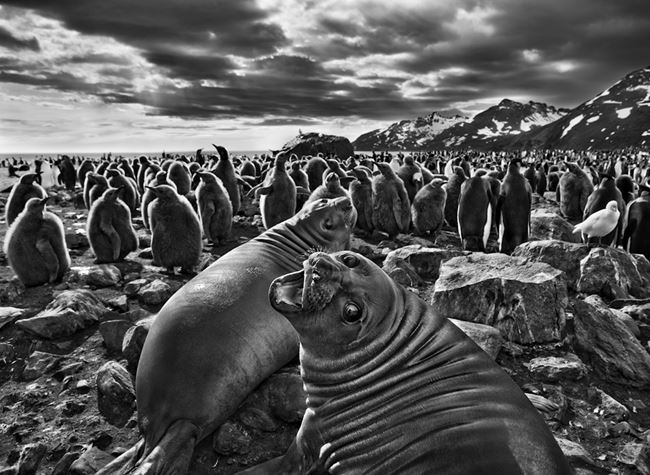 Southern Elephant Seal Calves at Saint Andrews Bay, South Georgia by Sebastião Salgado contemporary artwork