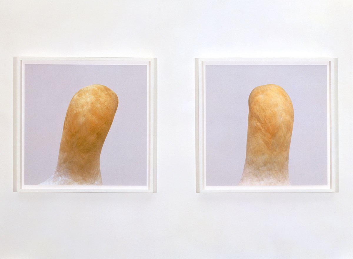 bird, 1998/2008 by Roni Horn | Ocula