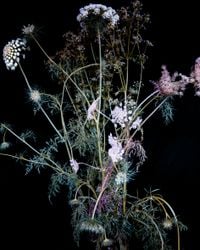 waxing and waning_ Grass and Carrot Flower by Seongyeon Jo contemporary artwork photography