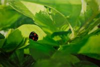 Ladybug by Huang Chia-Ning contemporary artwork painting, works on paper