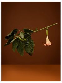 On certain days or nights she anoints a staff and rides (Brugmansia, Angels Trumpet, snowy angel's trumpet, angel's tears, Datura [misleading]) by Ann Shelton contemporary artwork photography, print