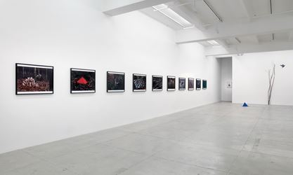 Exhibition view: Lothar Baumgarten, The Early Years, Marian Goodman Gallery, New York (9 January–5 February 2020). Courtesy Marian Goodman Gallery.