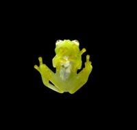 Glass frog by Fatoş İrwen contemporary artwork sculpture, print, moving image