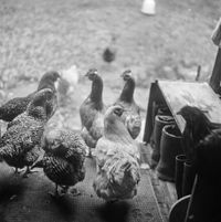 6 Chickens (Boots) by Moyra Davey contemporary artwork photography