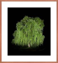 Baum #7 by Ralf Peters contemporary artwork photography