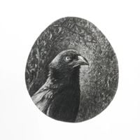 Sri Lankan Bird (Common Coucal) by Muhanned Cader contemporary artwork painting, works on paper, drawing