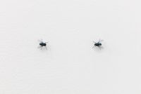 Two Flies Staring At Each Other by Superflex contemporary artwork sculpture, print