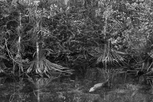 Swamp, Everglades by Anastasia Samoylova contemporary artwork