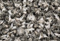 Song Sting Swarm #1 by Anne Noble contemporary artwork photography