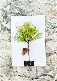 Halophytes Pinus pinaster by Tilyen Mucik contemporary artwork painting, print