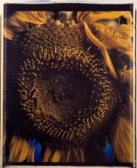 Sunflower by Chuck Close contemporary artwork photography