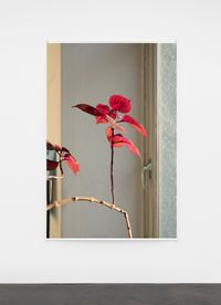 We're Not Going Back 1 by Wolfgang Tillmans contemporary artwork photography