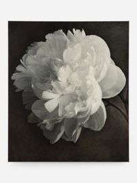 Peony by Don Brown contemporary artwork painting, works on paper