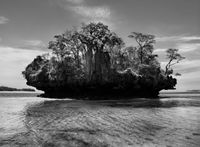 Baobab trees on a mushroom island in Bay of Moramba, Madagascar by Sebastião Salgado contemporary artwork photography