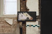 Portrait of two horses, one pink and one gold by Andrew Sim contemporary artwork 3