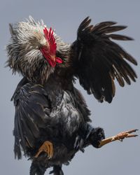 Big Cock 1 by Heji Shin contemporary artwork photography