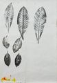 Studies from Maria's Garden: Bird of Paradise; Plum; 
Loquat & Persimmon by Simryn Gill contemporary artwork 3