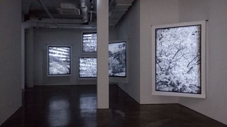 Exhibitioin view: Kim Donki, Trees_seoul, Gallery Chosun, Seoul (3 December–16 December 2020). Courtesy Gallery Chosun.