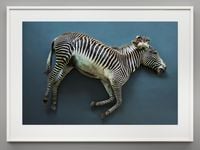 Zebra (Equus grevyi), Leibniz IZW, Berlin by Thomas Struth contemporary artwork photography, print