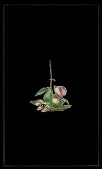 Infinite Herbarium Morphosis #5 by Caroline Rothwell contemporary artwork moving image