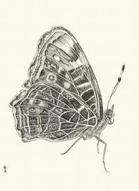 Butterfly by Zhang Yirong contemporary artwork works on paper, drawing
