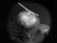 Dead Bee Portrait #10 by Anne Noble contemporary artwork photography