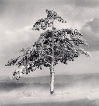 Tree in Snowdrift, Yangcao Hill, Wuchang, Heilongjiang, China by Michael Kenna contemporary artwork photography