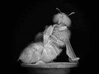 Dead Bee Portrait #6 by Anne Noble contemporary artwork photography