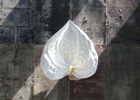 Anthurium - White by Choi Jeong Hwa contemporary artwork sculpture