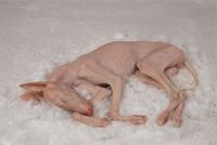 I Sleep on Top of Myself (Dog) by Shen Shaomin contemporary artwork sculpture