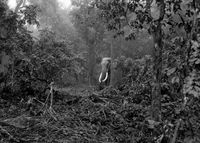 A tusker emerges one morning at our camp site. Nepal by Palani Mohan contemporary artwork photography, print
