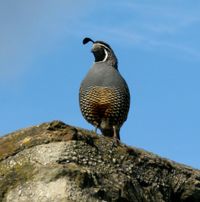 California Quail by Peter Peryer contemporary artwork photography