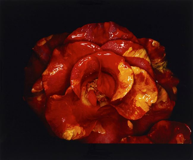Painting Flower by Nobuyoshi Araki contemporary artwork