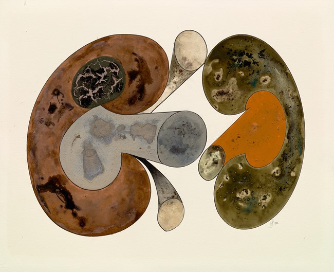 Aging Mushrooms, New York by Irving Penn contemporary artwork