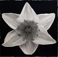 Blossoms: Daffodil by Lee Chun-yi contemporary artwork works on paper, drawing