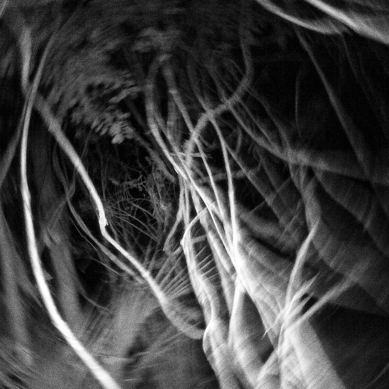 Anne Noble Biography, Artworks & Exhibitions Ocula Artist