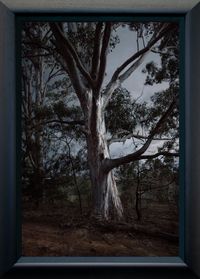 Tree (framed) by Anne Noble contemporary artwork photography, print
