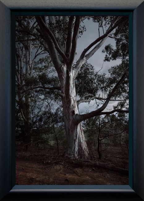Tree (framed) by Anne Noble contemporary artwork